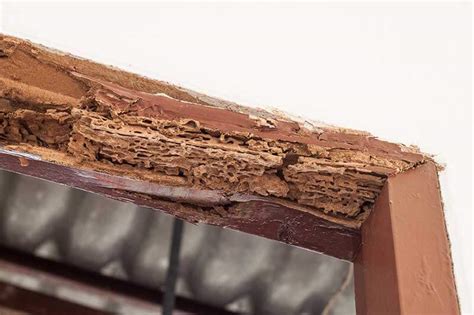 How To Kill Termites And Protect Against Their Damage