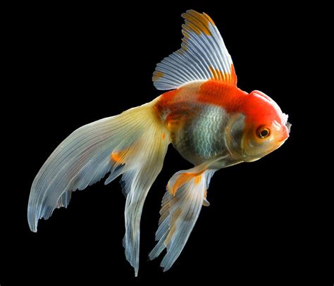 Fantail Goldfish Photograph By Wernher Krutein Fine Art America