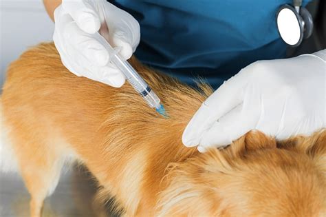 What You Need To Know About Pets And Vaccinations