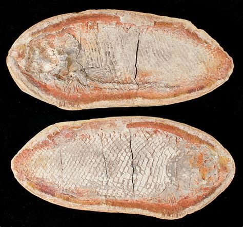 5 Perleidus Fossil Fish From Madagascar Triassic 16733 For Sale
