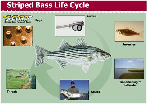 Life Cycle Striped Bass Research Team