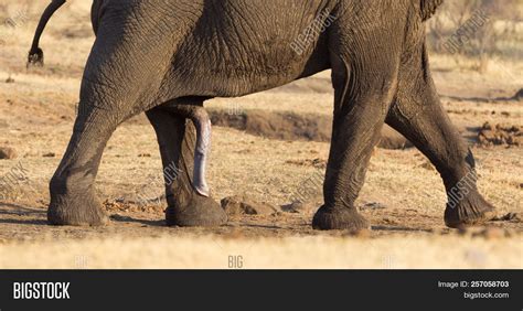 Close Elephant Penis Image And Photo Free Trial Bigstock