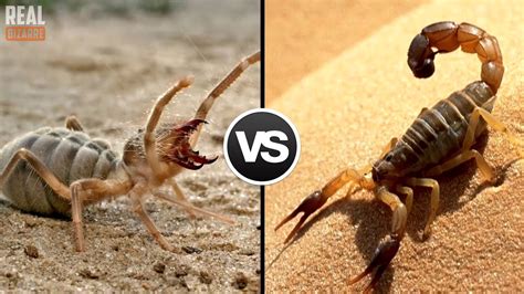 5 Craziest Insects Fights Caught On Camera Youtube