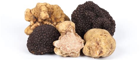Types Of Truffles Found In Different Regions