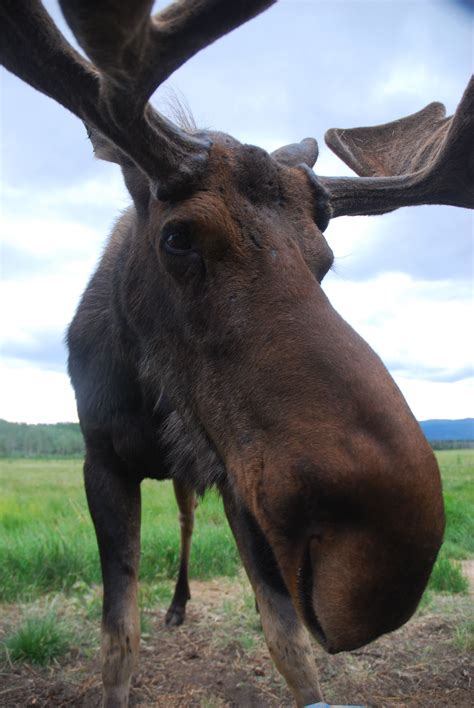 Moose Hunting Bull Moose Moose Art Moose Antlers Moose Pictures