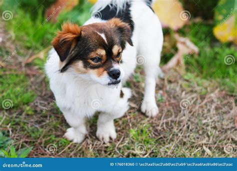 A Pet Dog Standing On The Grass Stock Photo Image Of Little