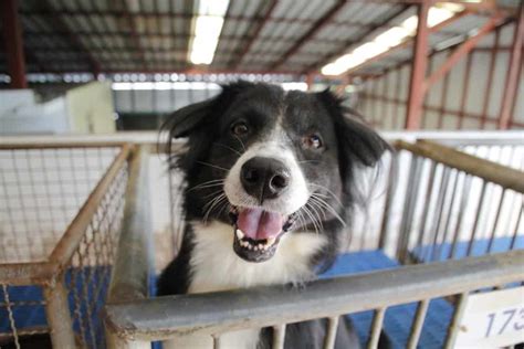 6 Easy Ways To Help Your Local Animal Shelter The Dogington Post