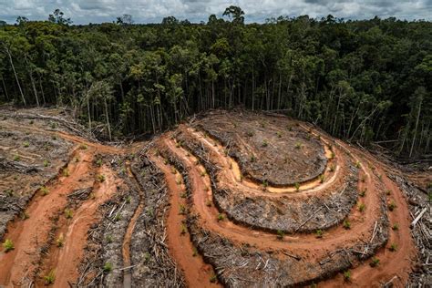 Deforestación ¿qué Es Quién La Causa Y Por Qué Debería Importarnos