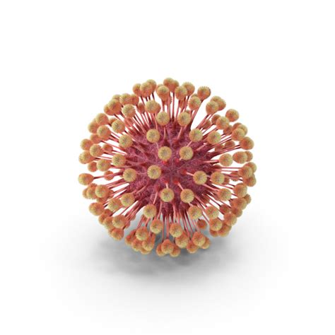 To generate global and regional estimates for the prevalence and incidence of herpes simplex virus (hsv) type 1 and type 2 infection for 2016. فيروس الحلأ
