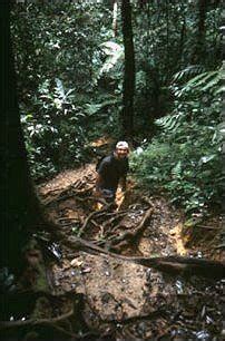 Crossing rivers on fallen trees or through water. Cameron Highlands - Wandern und Jungle Trekking in Malaysia