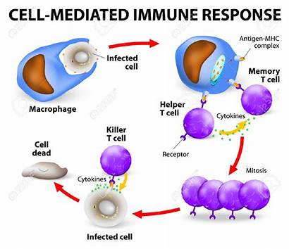 Immune Immunity Clip Clipart Clipartpanda Response Cell