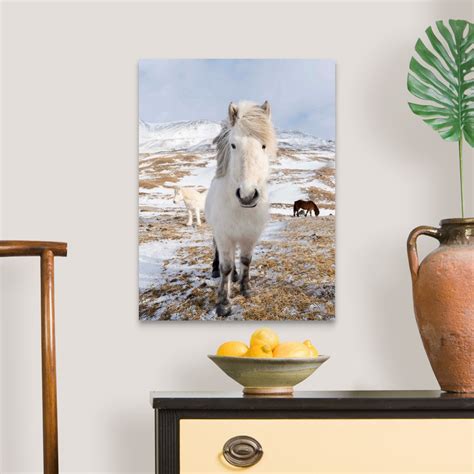 Icelandic Horse With Typical Winter Canvas Wall Art Print Horse Home