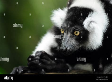 Black And White Ruffed Lemur Stock Photo Alamy
