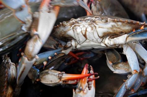 To Save Their Depleted Species Female Blue Crabs Go The Extra Mile To