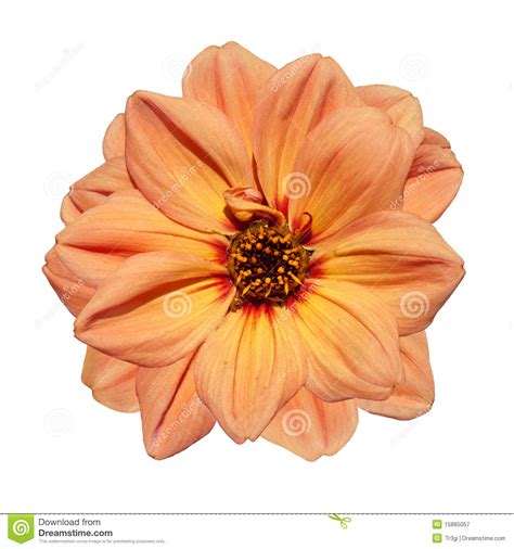 Orange Dahlia Flower Isolated On White Background Royalty Free Stock