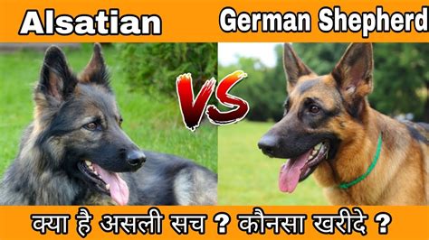 Alsatian Vs German Shepherd Difference In Hindi Youtube