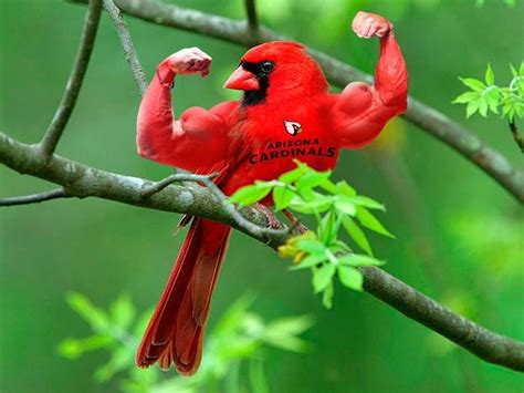Az Cardinals Fan Favorite Memes
