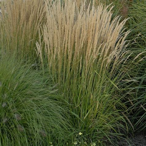 16 Ornamental Grasses You Should Grow Hgtv Ornamental Grasses