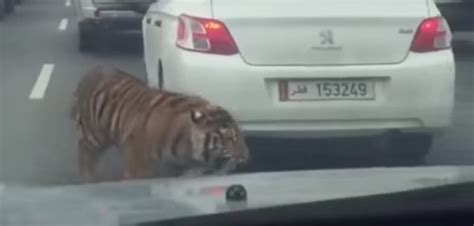 Bengal Tiger Killed By Georgia Police Escaped From Transport Truck