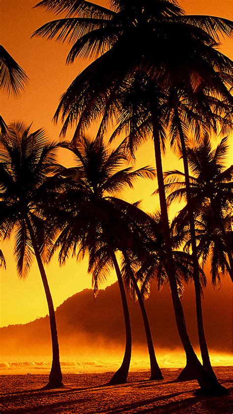 Palm Tree Beach Sunset Wallpaper 4k Here You Can Find The Best Sunset