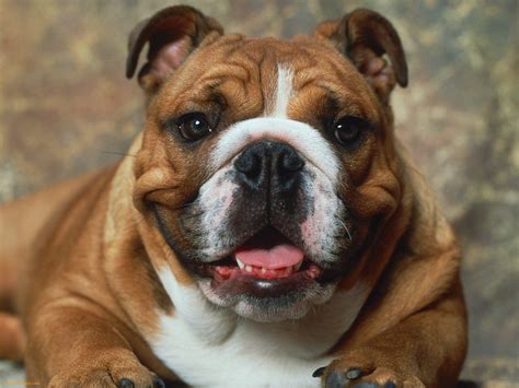 bulldog wallpapers fun animals wiki  pictures stories