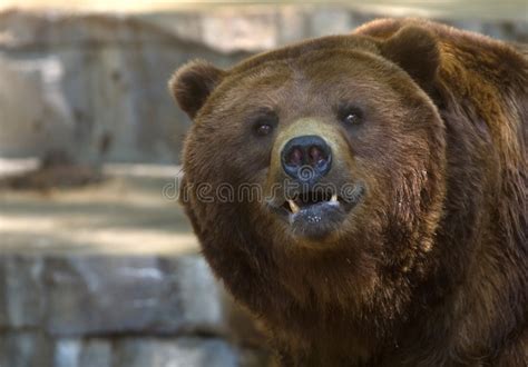 5785 Bear Teeth Stock Photos Free And Royalty Free Stock Photos From