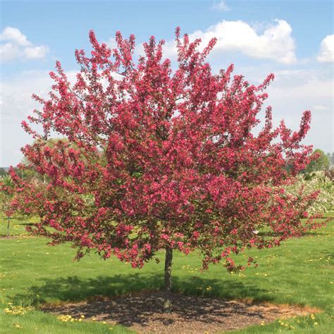 Prairie Fire Crabapple Gurneys Seed And Nursery Co