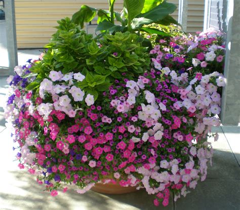 Filefloral Arrangement Of Petunias In Columbus Ohio Wikimedia