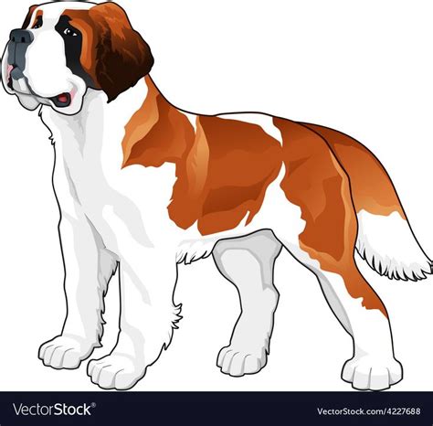 Saint Bernard Royalty Free Vector Image Vectorstock Dog Drawing