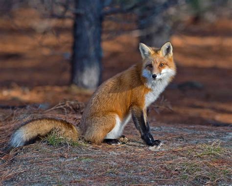 red fox r foxes