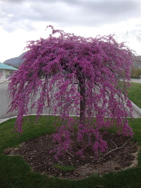 Photo Of The Entire Plant Of Weeping Eastern Redbud Cercis Canadensis
