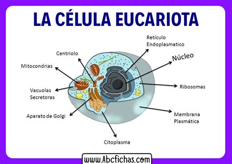 Las Partes De Una Celula Eucariota Dinami Images And Photos Finder