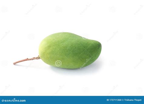 Isolated Green Mango Fruit On White Stock Photo Image Of Plant