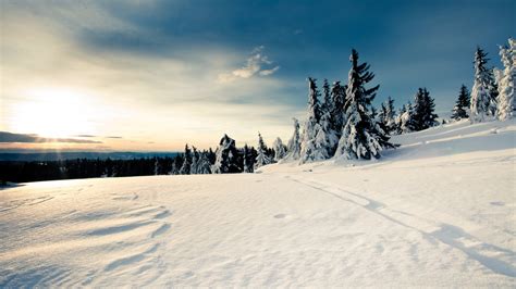 Wallpaper Sunlight Trees Landscape Nature Sky Snow Freezing