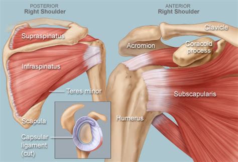 The rotator cuff is a group of four muscles and tendons that surround the glenohumeral joint. Shoulder | 321GOMD