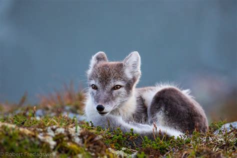 Fjellrev Arctic Fox From Central Norway Robert Fredagsvik Flickr