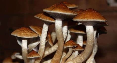 Meditation And Magic Mushrooms Do The Same Thing To Your Brain