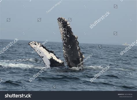 Humpback Whale Comunicating Pectoral Fins Stock Photo 1923198236