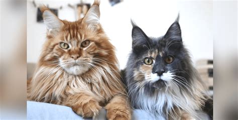 Male maine coon cats can weigh up to 35 lb (15.9 kg). 17 Reasons To Never Adopt A Maine Coon Cat | HolidogTimes