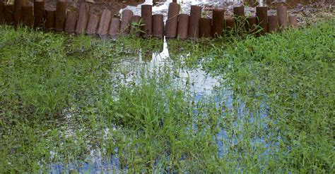 What To Do If Your Yard Floods When It Rains — Rismedia