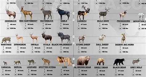 Game Animals Africa Vs North America Infographic Africa Hunting