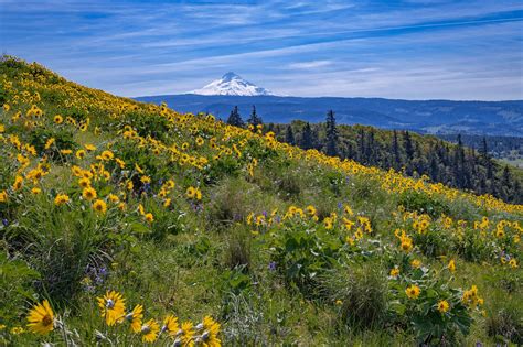 The 11 Places You Absolutely Must Visit In Oregon This Spring Oregon