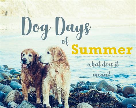 Svg Pdf Eps Dog Days Of Summer Png Dxf Clip Art Art And Collectibles