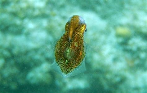 Little Squid Stock Image Image Of Sealife Beach Swimming 73980309