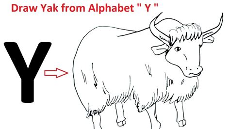 Yak Drawing From Alphabet Y Yak Drawing Easy Step By Step Easy