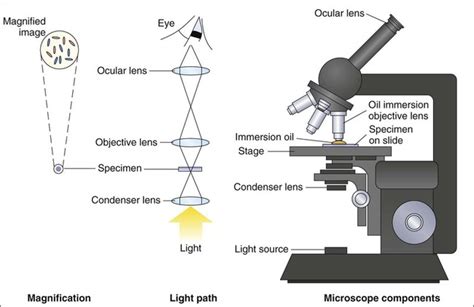 Role Of Microscopy Clinical Gate