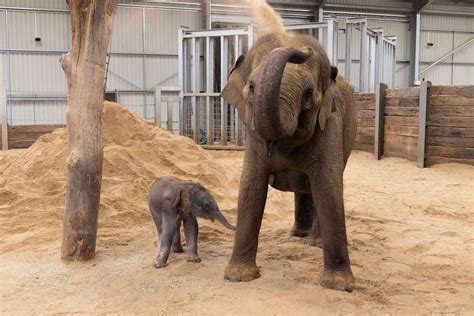 Uk Zookeepers ‘delighted By The Arrival Of Endangered Asian Elephant