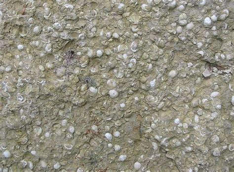 Our favorite sedimentary rocks on earth! Coquina - Sedimentary Rocks