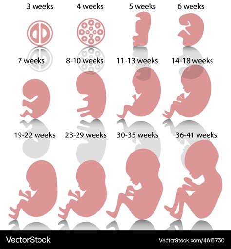 Pregnancy Stages Royalty Free Vector Image Vectorstock