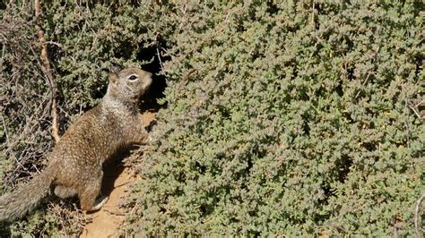 Beechey Ground Squirrel Common In California Pacific Coast Usa